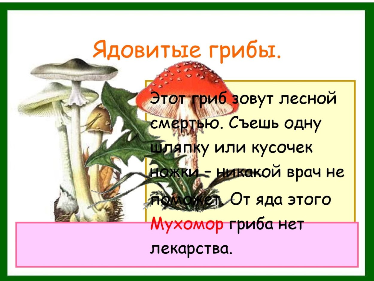 Опасные ядовитые грибы