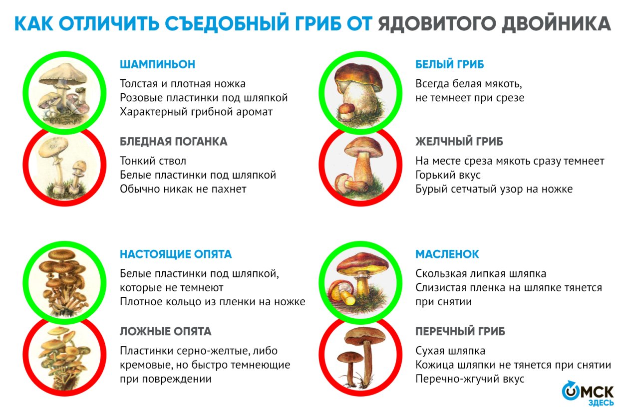 Карточки для игры съедобный несъедобный гриб