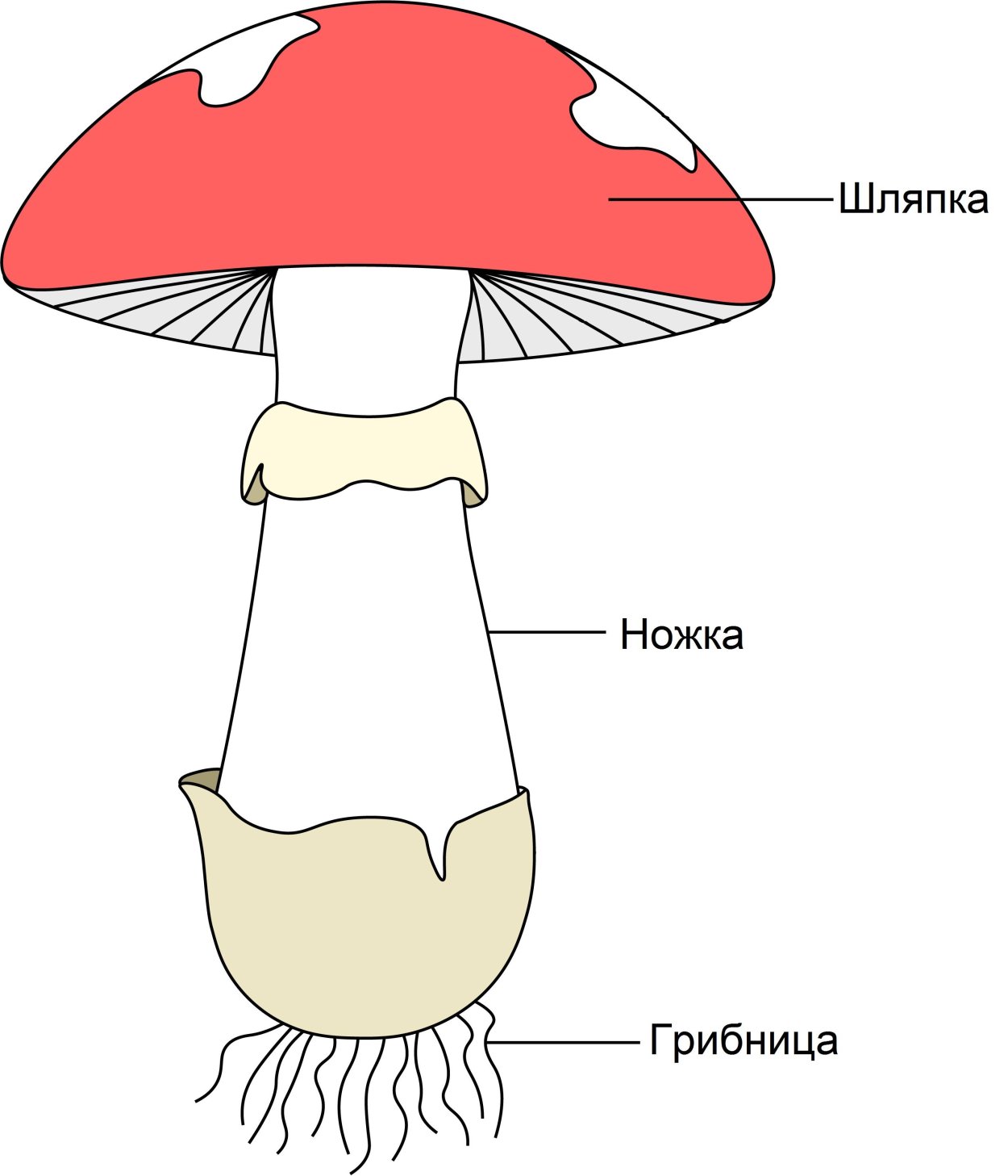 Мухомор и мох