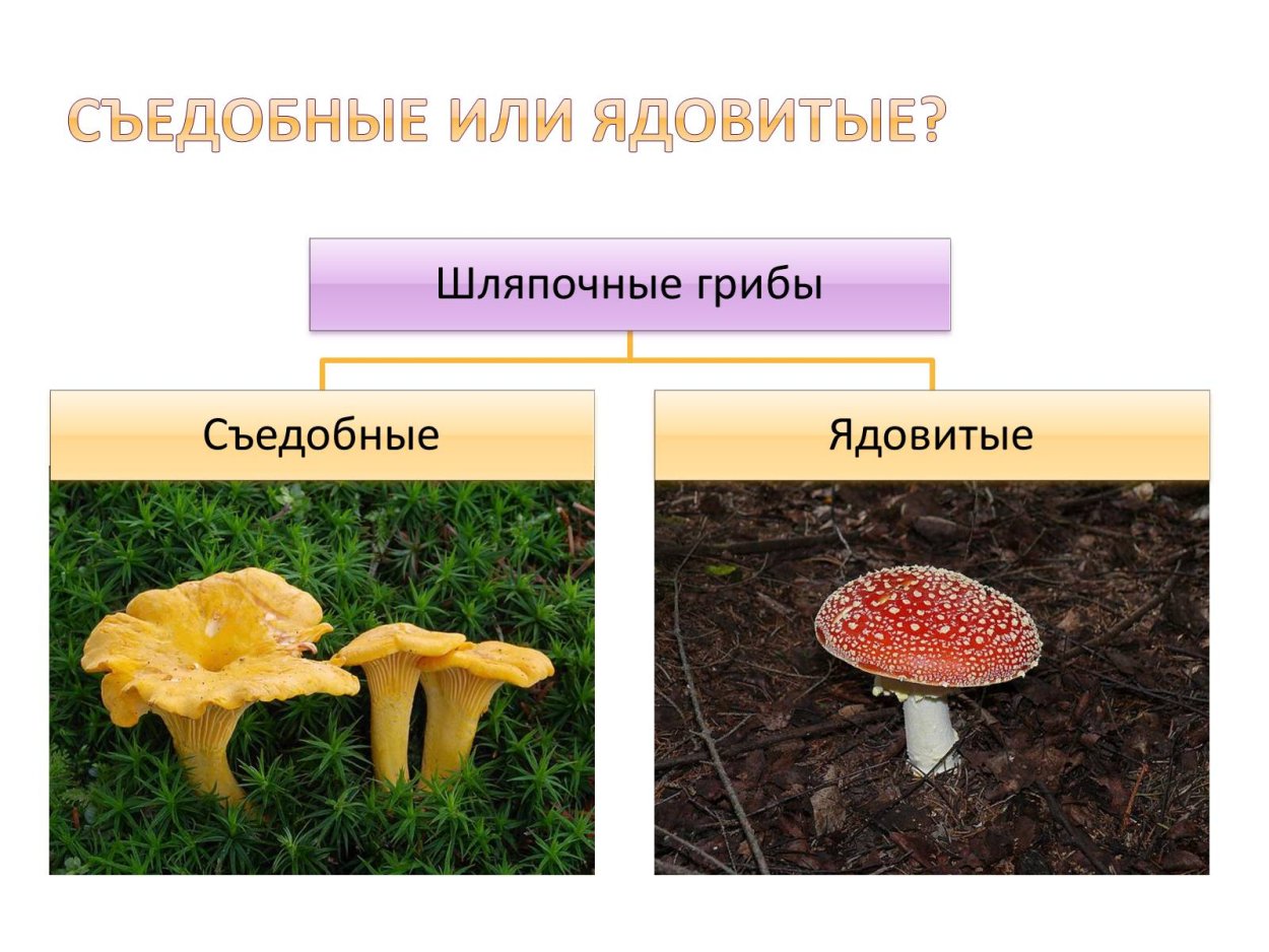 Родотус гриб