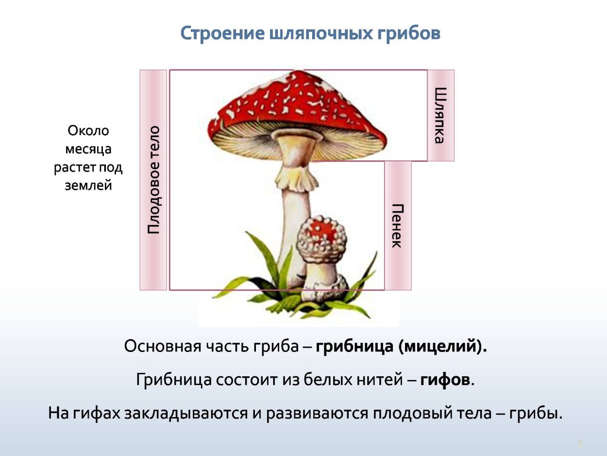К шляпочным грибам относятся