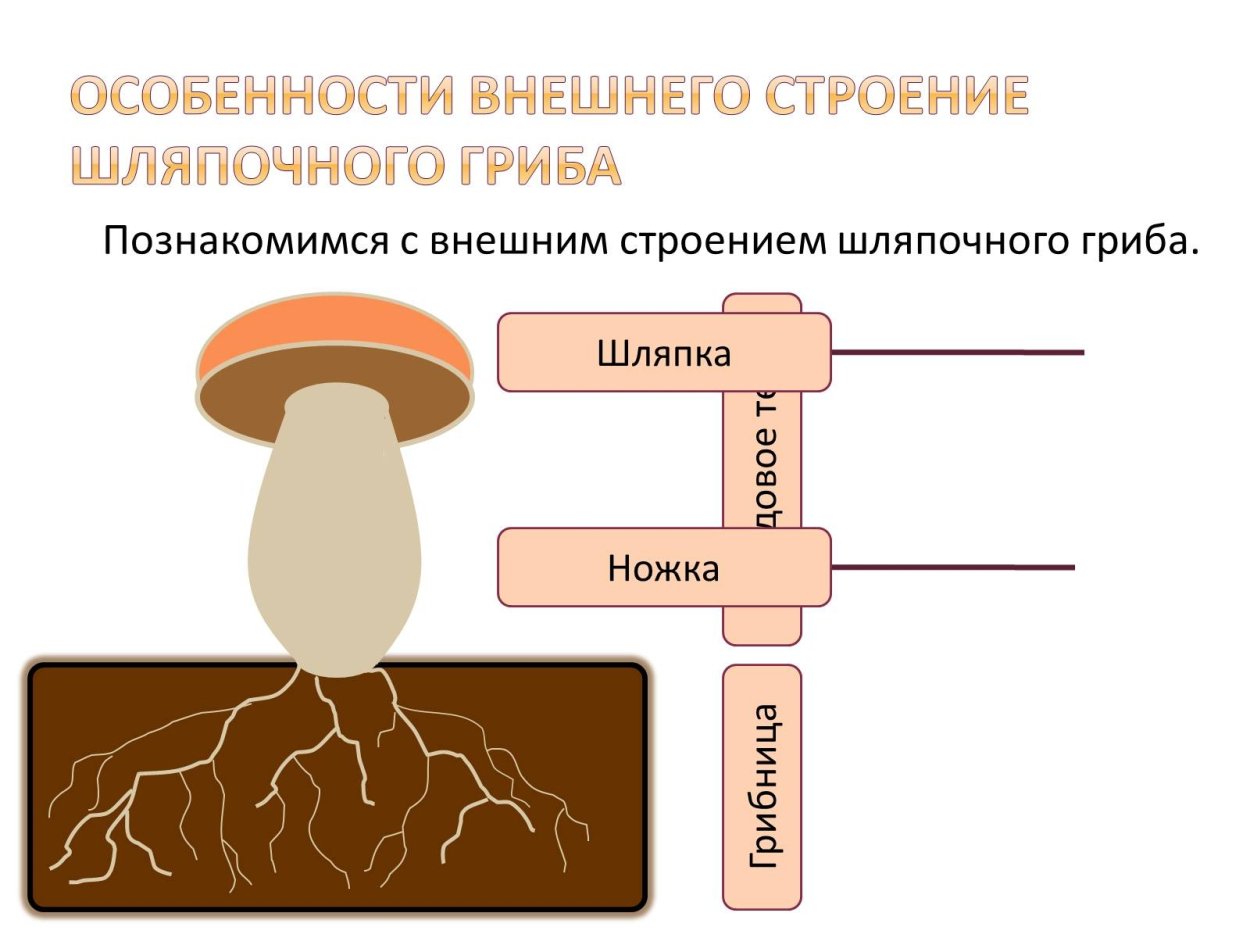 Необычные шляпки грибов