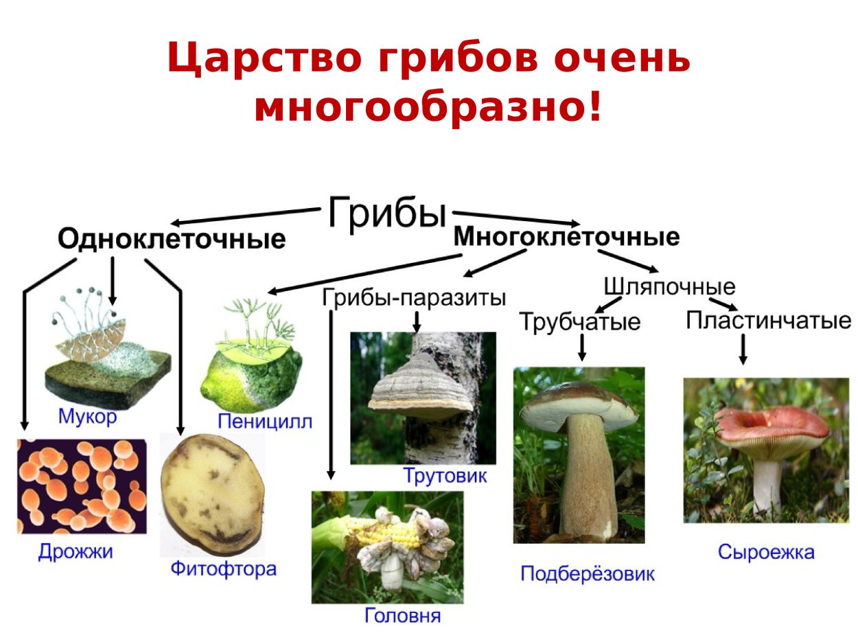 Съедобные Шляпочные грибы