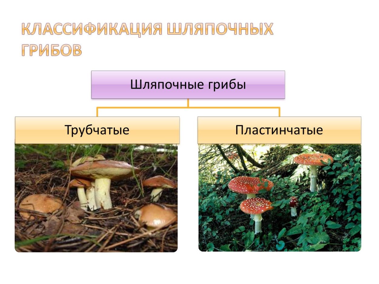 Шляпочные грибы трубчатые и пластинчатые