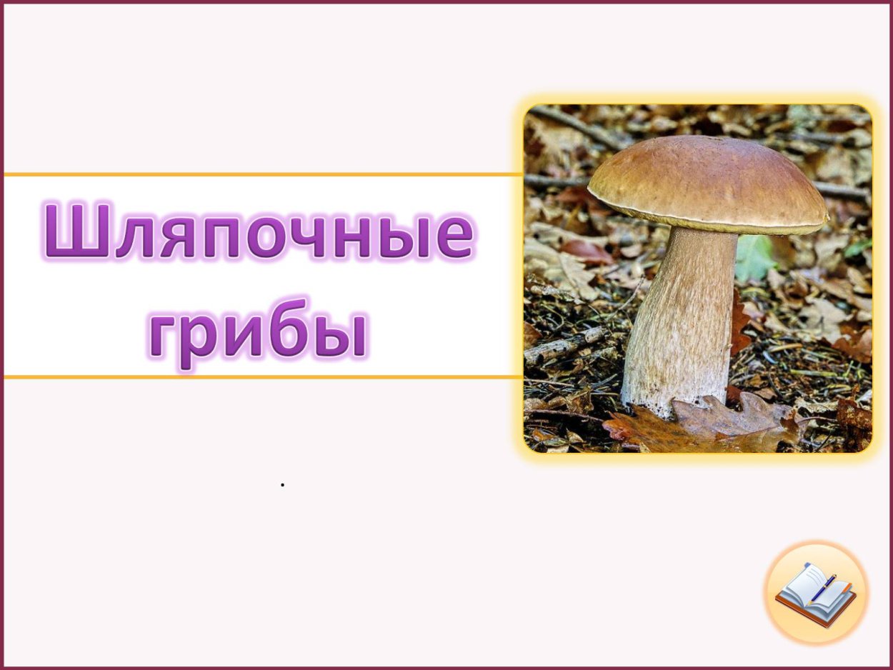 Царство грибов Шляпочные