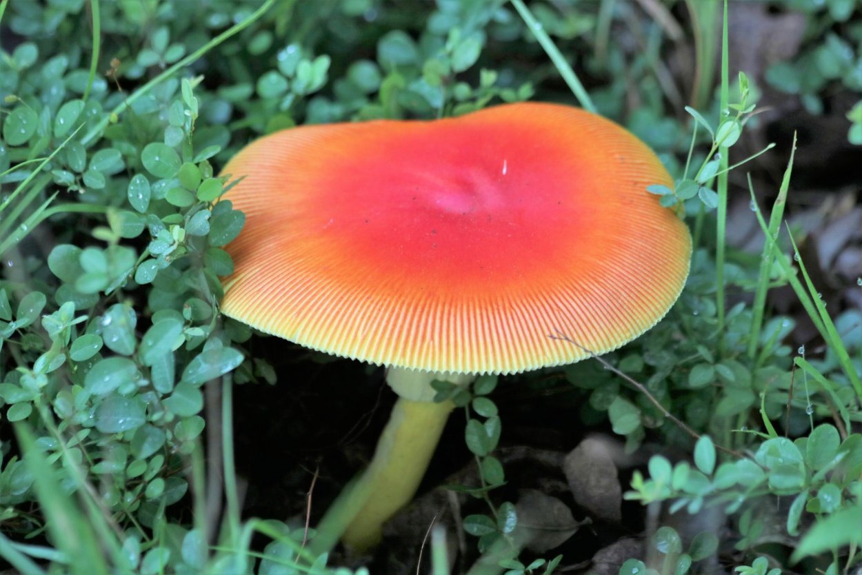 Млечник индиго