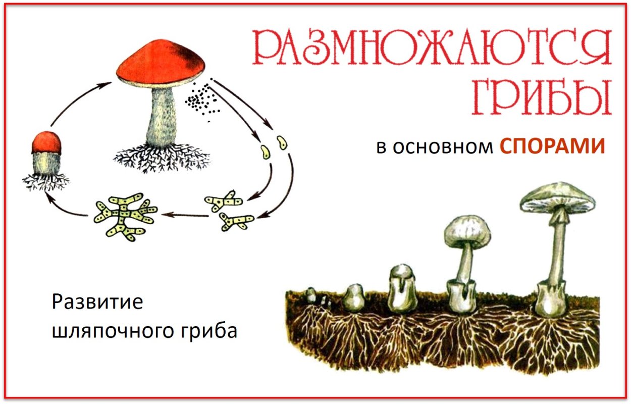 Шляпочные грибы гриб зонтик