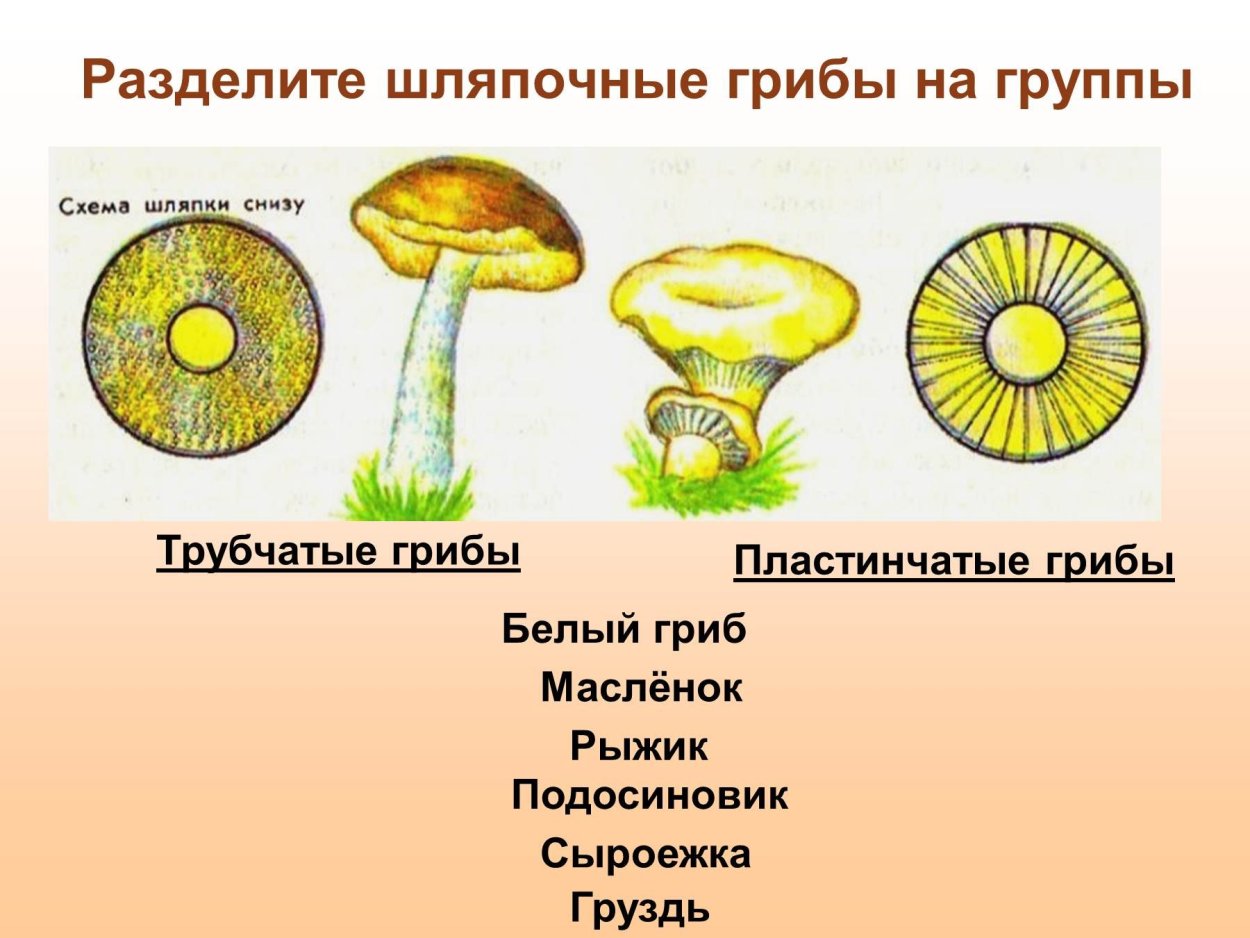 Шляпочные грибы трубчатые и пластинчатые