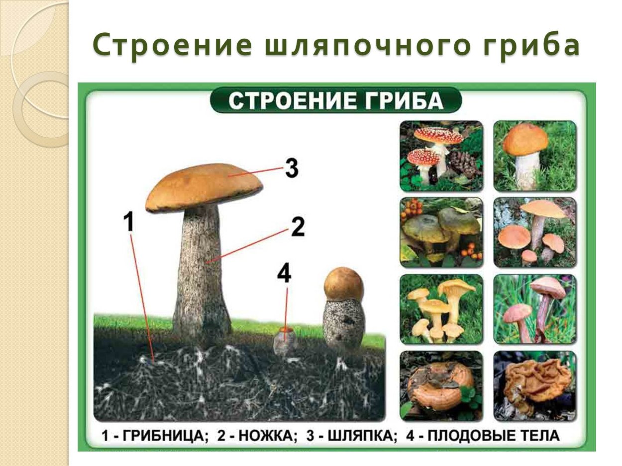 Положительное значение грибов