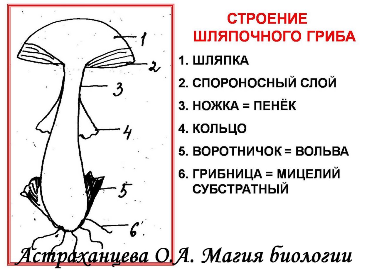 Гриб без шляпки