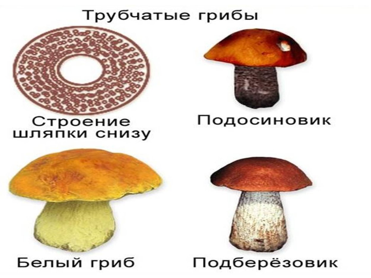 Мухомор ПОРФИРНЫЙ