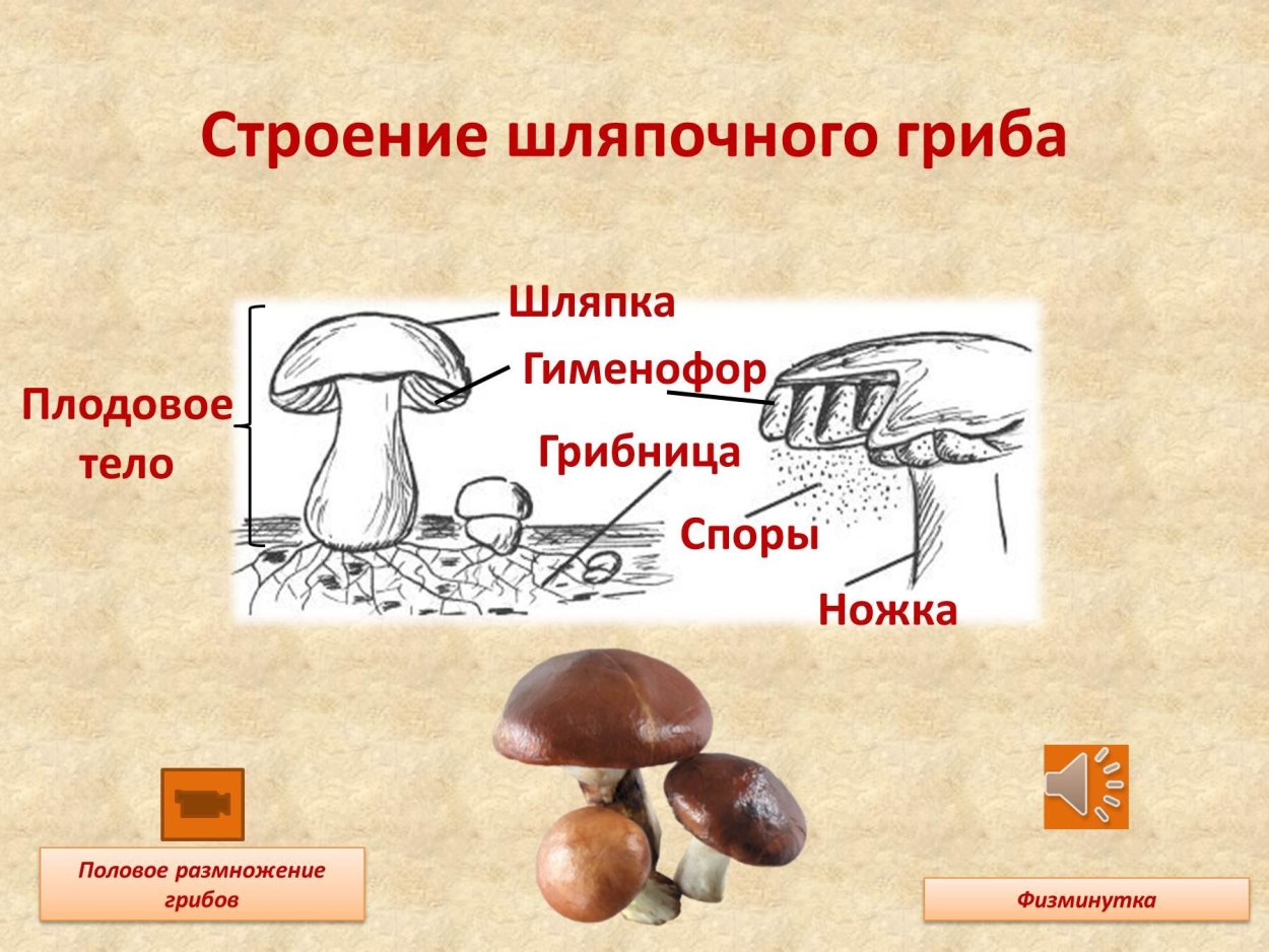 Гриб Amanita Jackson