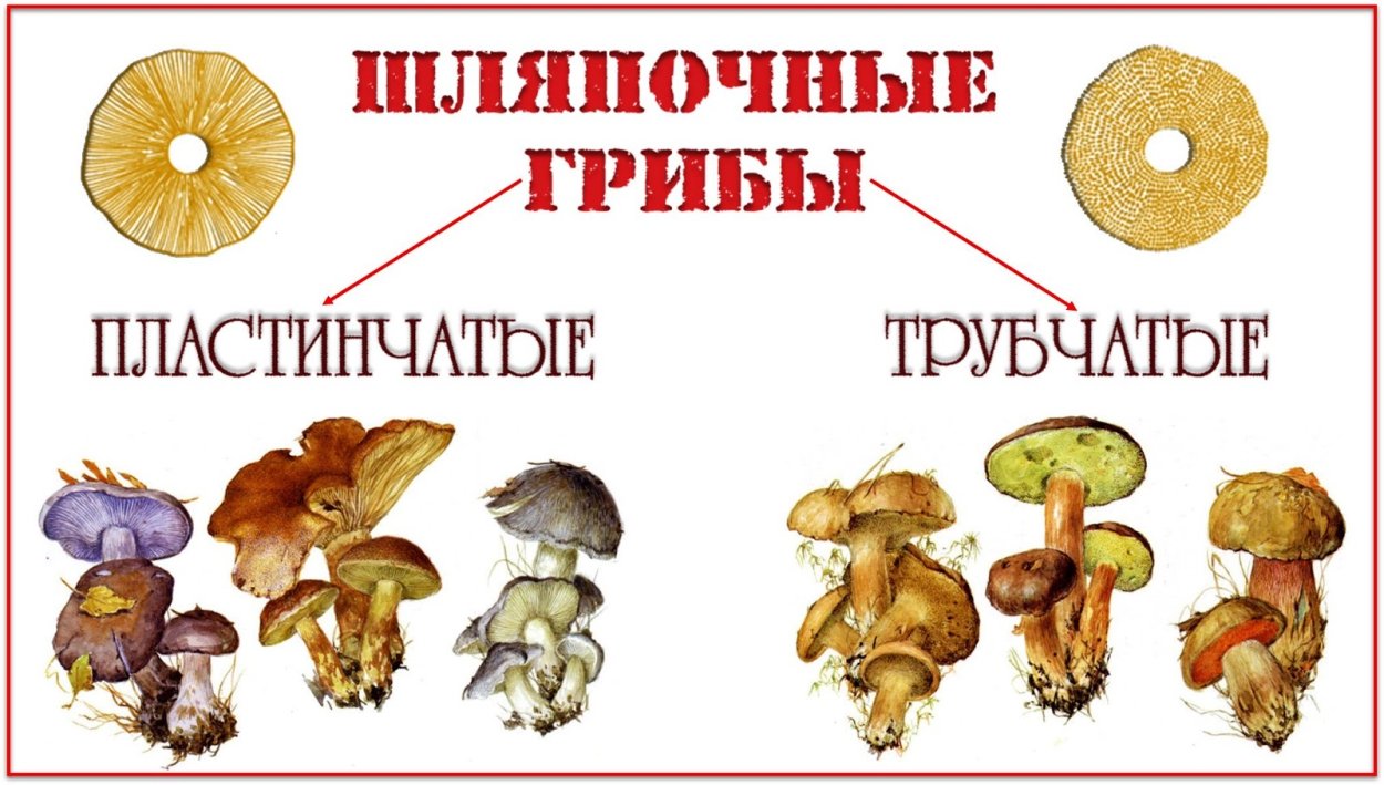 Схема плодовое тело шляпочного гриба