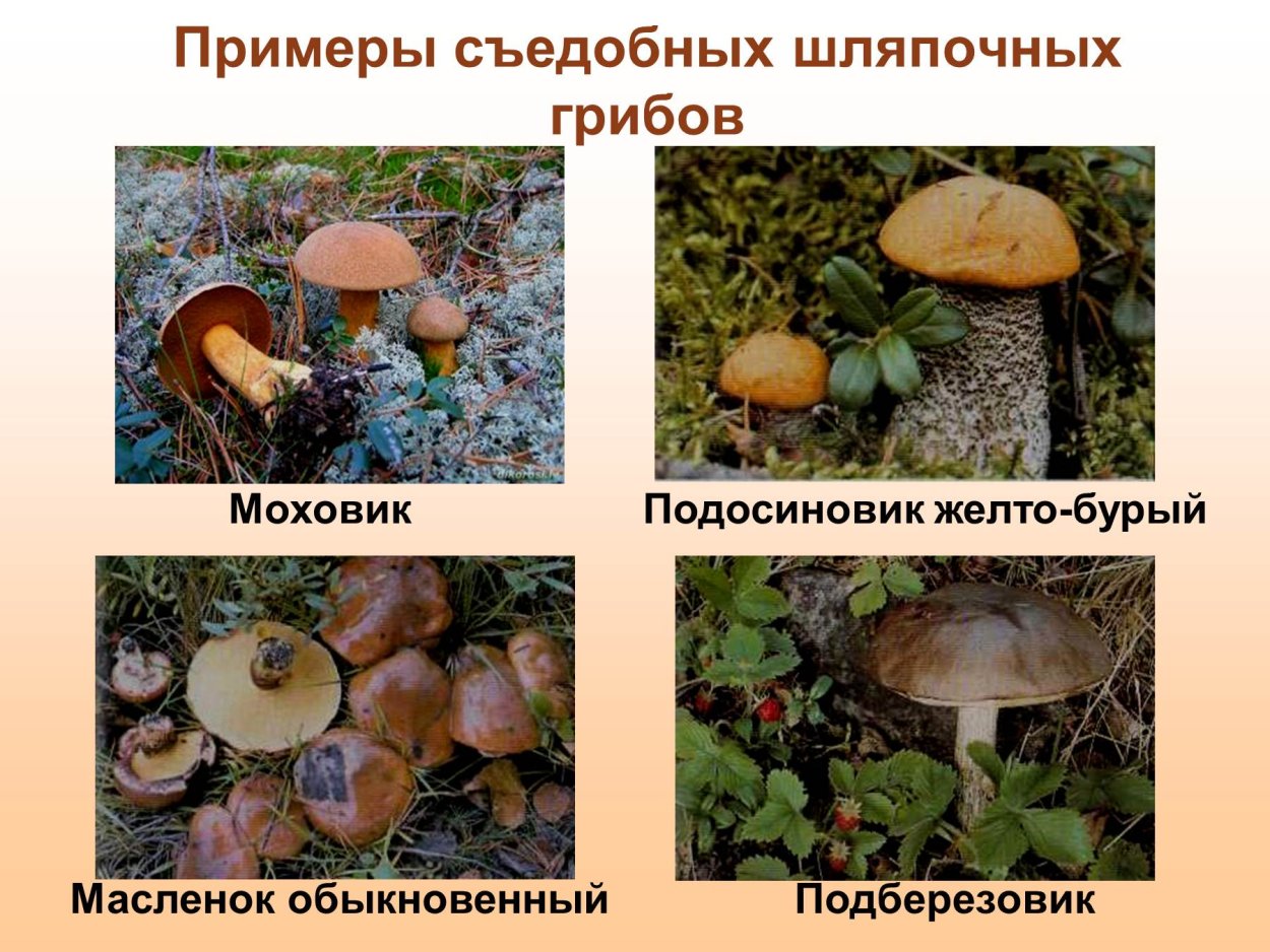 Одноклеточные и многоклеточные царство грибы