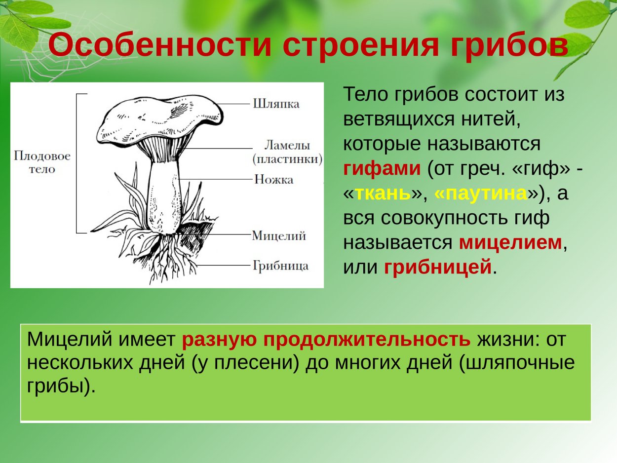 Шляпочные грибы