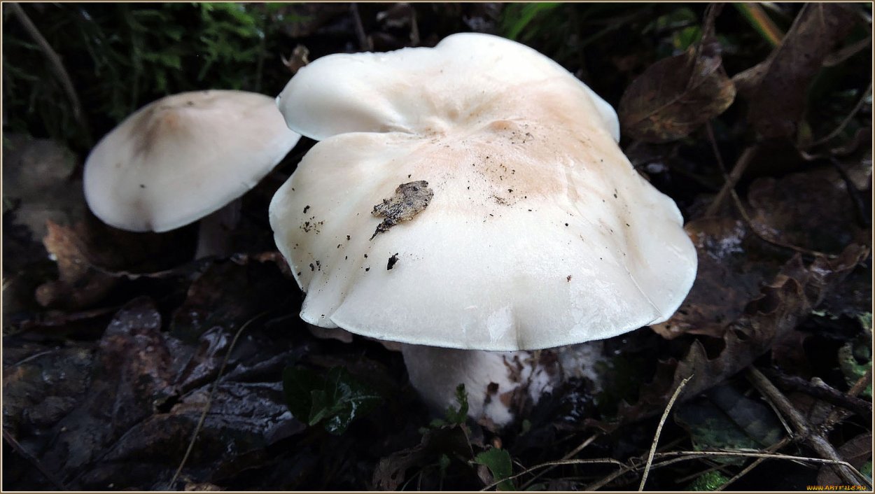 Рядовка серая Tricholoma portentosum.