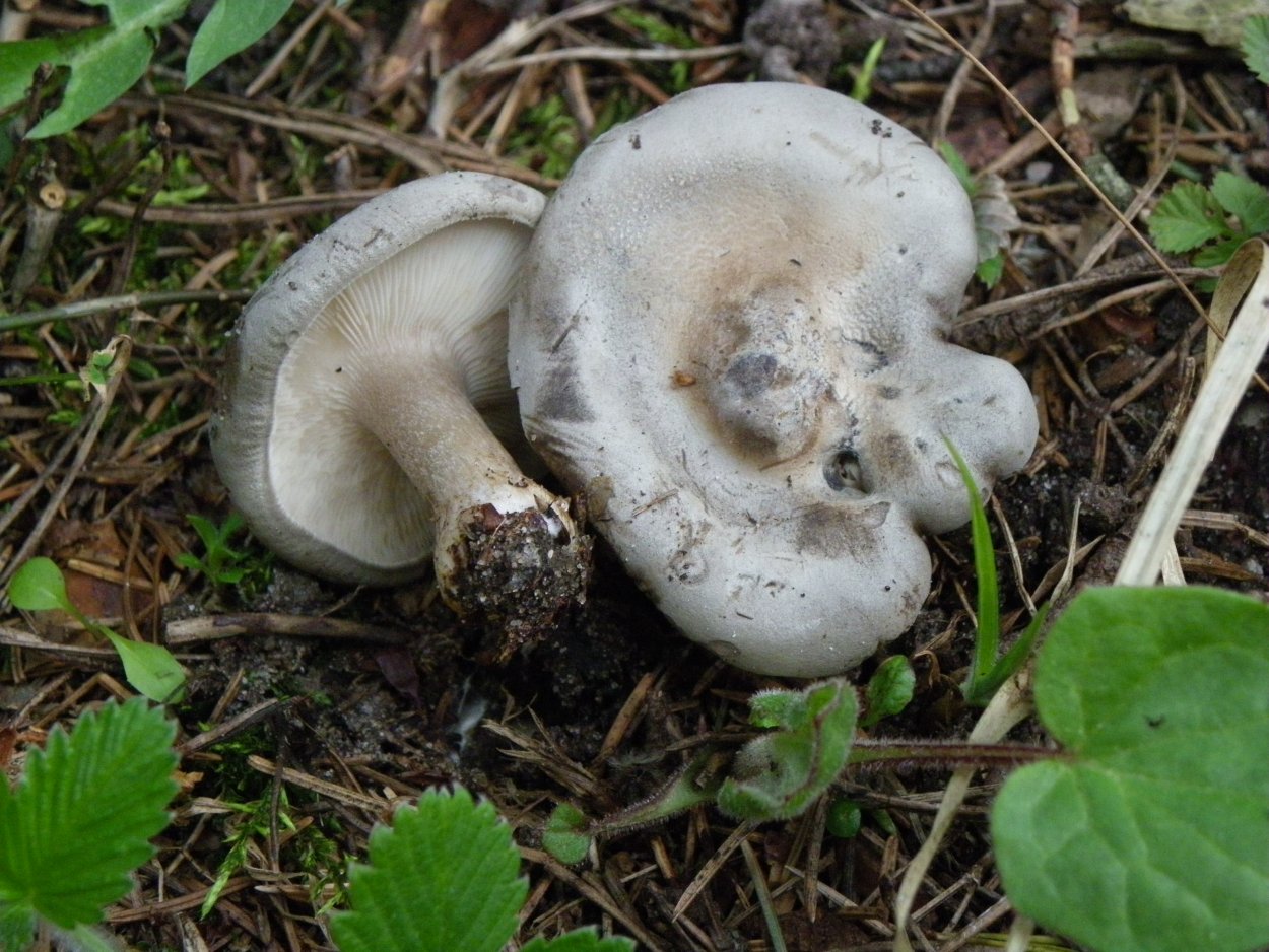 Рядовка мыльная Tricholoma saponaceum