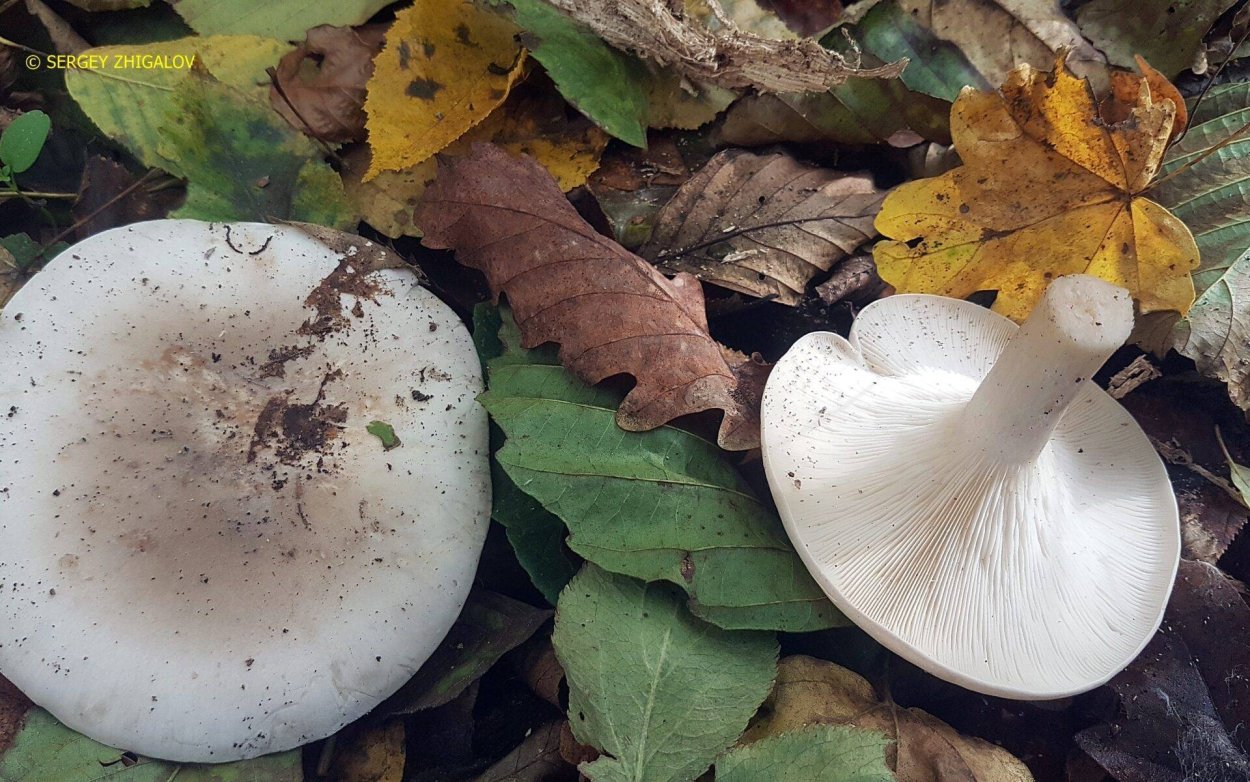 Грибы Tricholoma columbetta