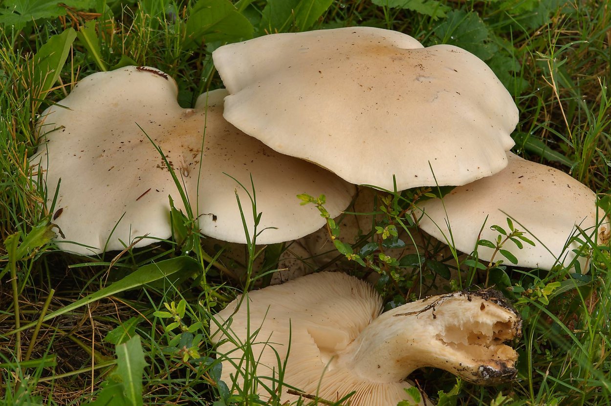 Дымчатая говорушка Clitocybe nebularis