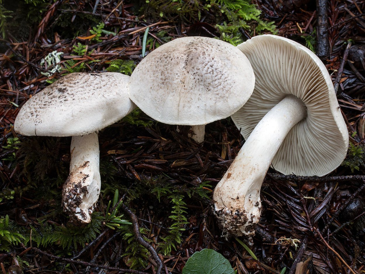Lyophyllum connatum