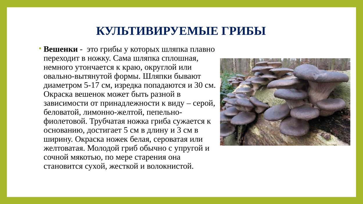 Культивируемые грибы строение