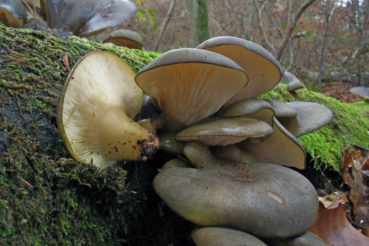 Вешенка поздняя Panellus serotinus