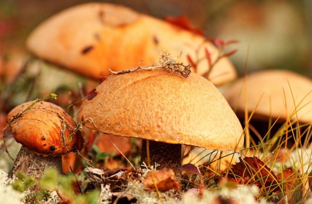 Мухомор красный (Amanita muscaria)