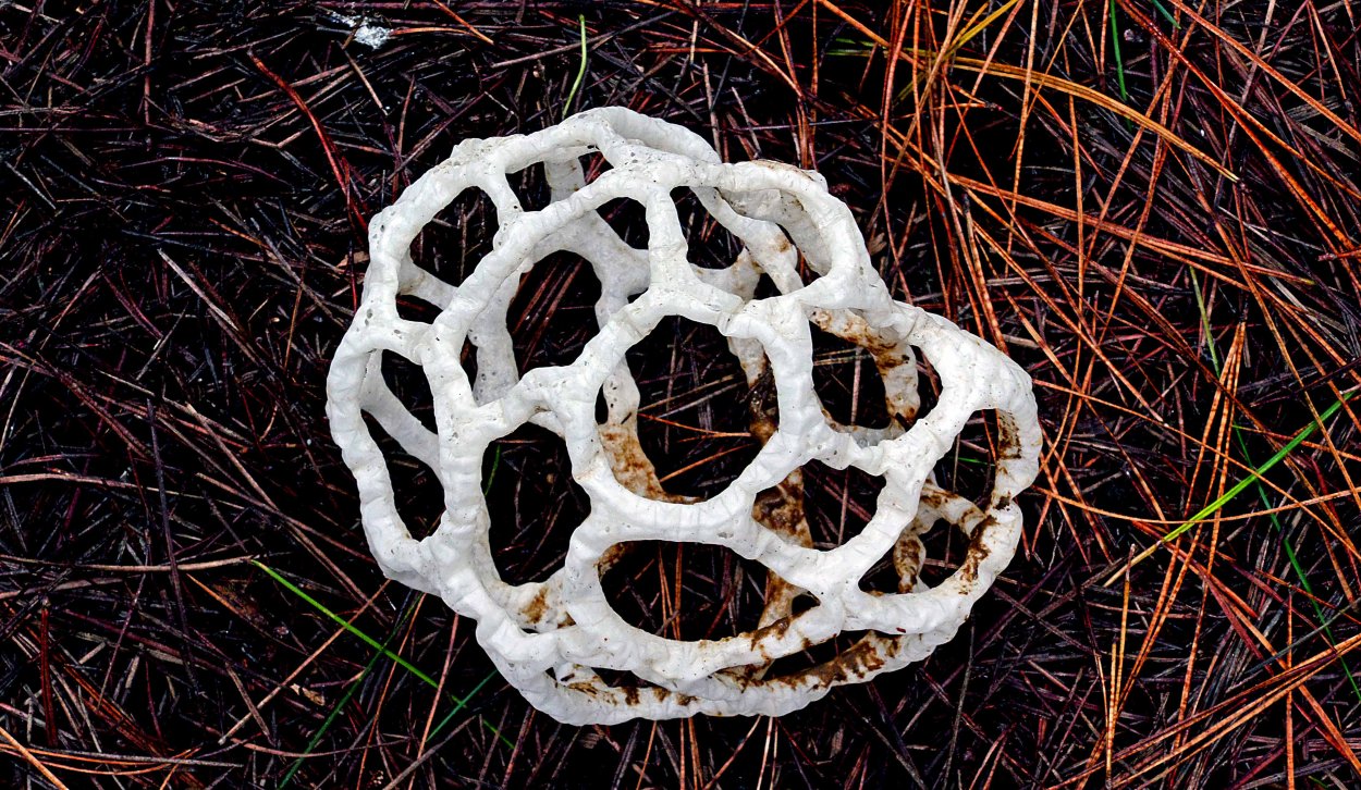 Ileodictyon Cibarium