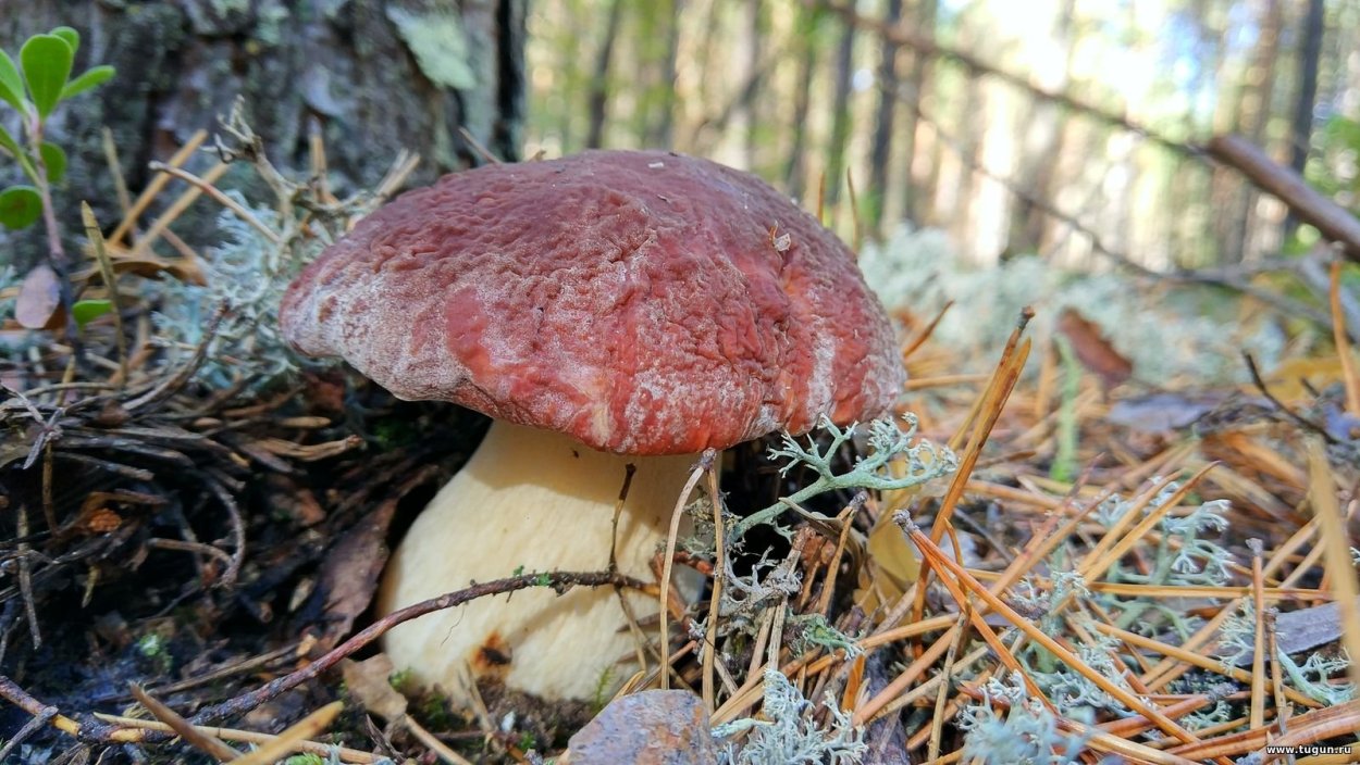 Чешуйчатка элегантная - Pholiota elegans.