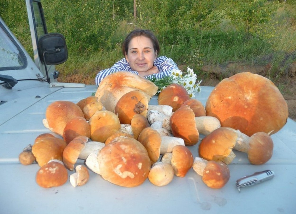 Луговой белый гриб