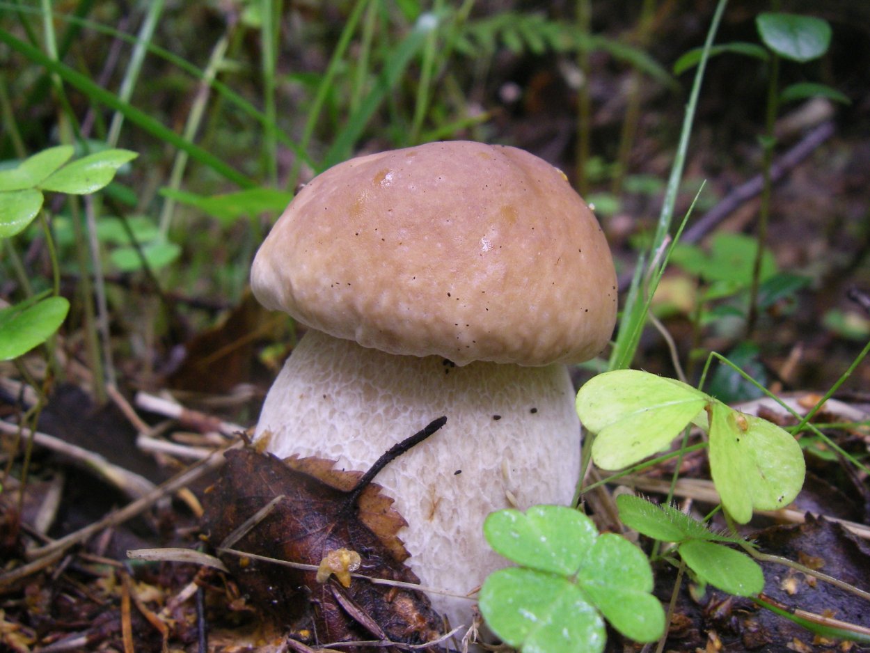 Груздь синеющий (Lactarius repraesentaneus)