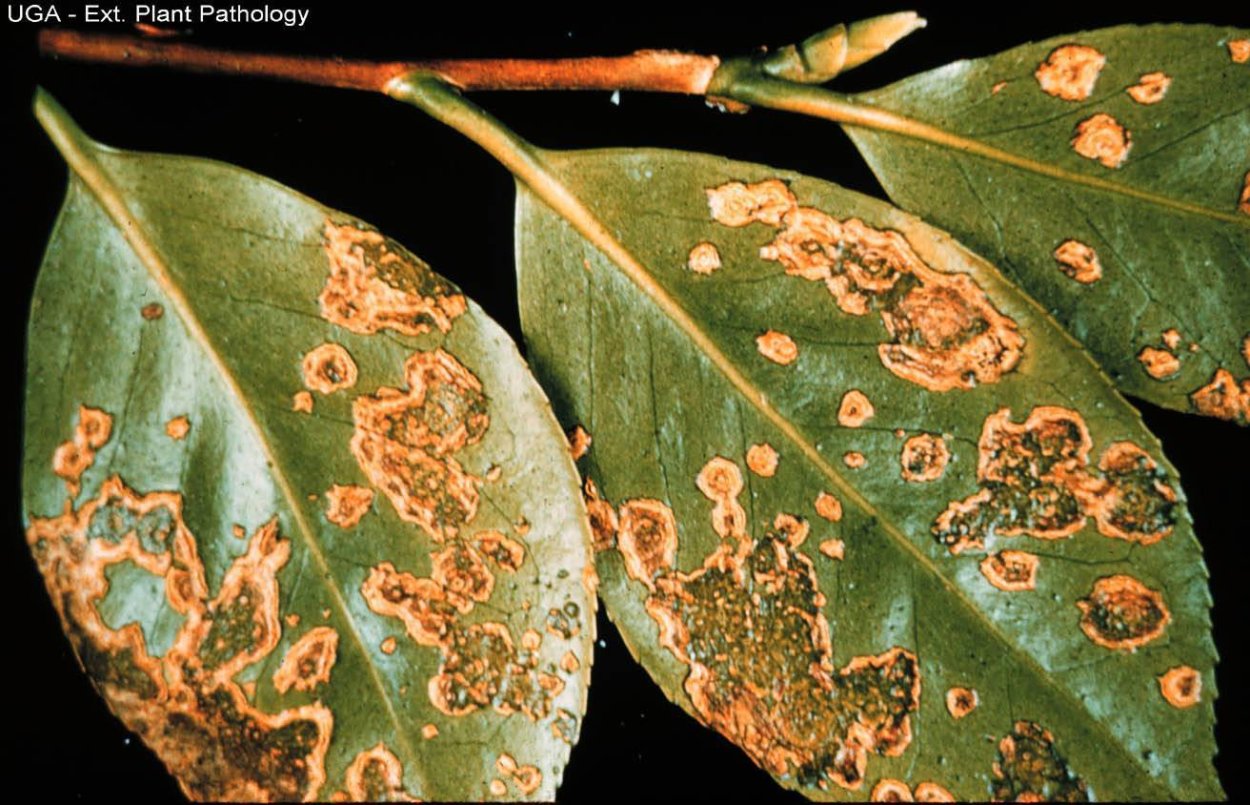 Бурая ржавчина (Puccinia triticina)