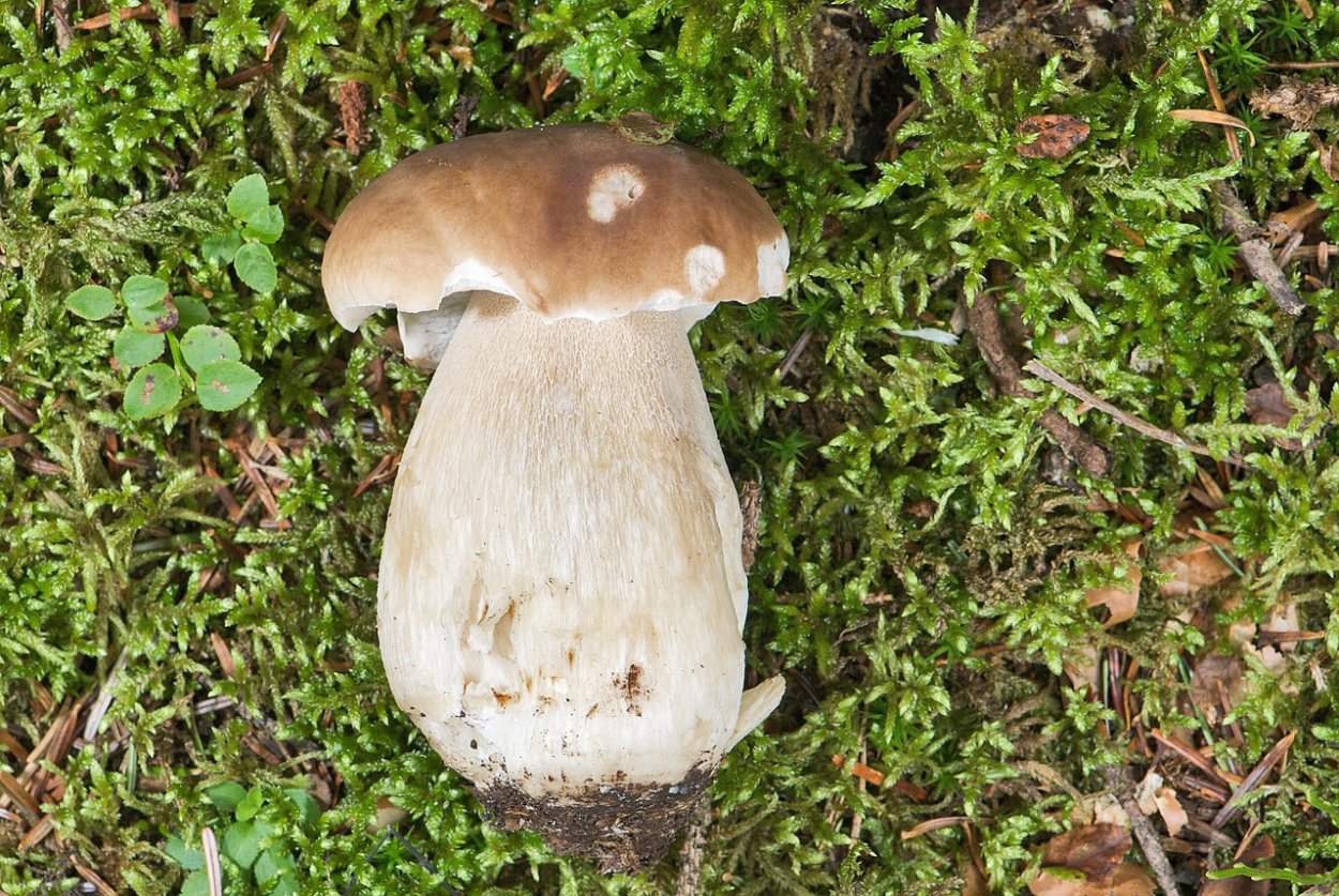 Steinpilz