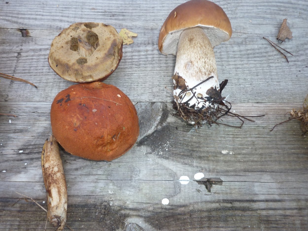 Boletus edulis – белый гриб