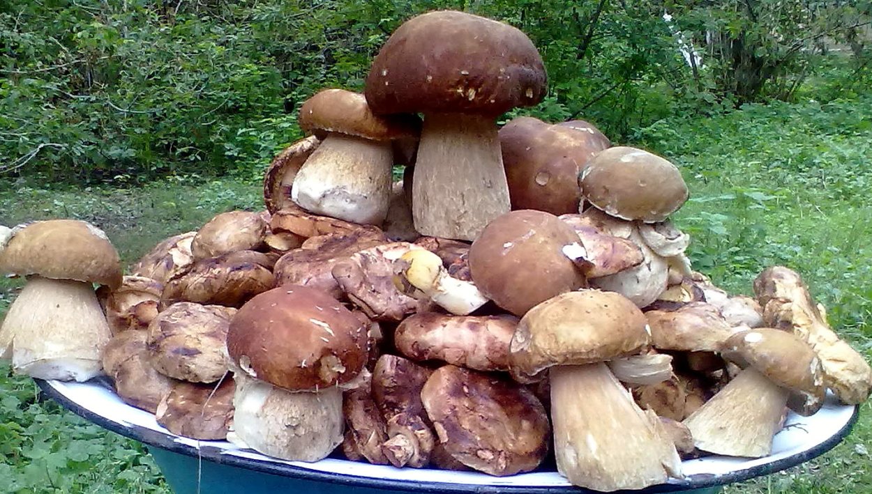 Шампиньон рыжеющий
