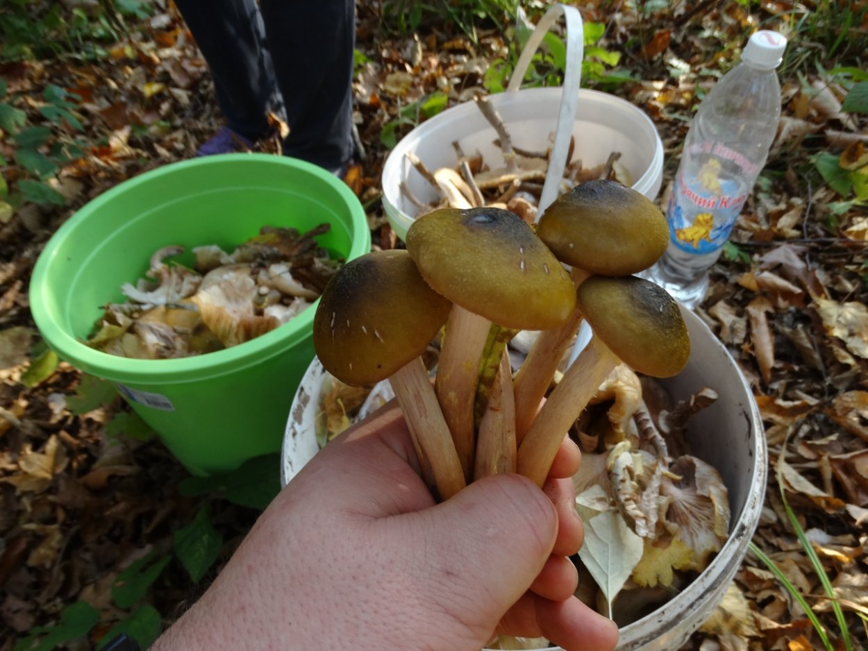 Съедобные грибы Анапы