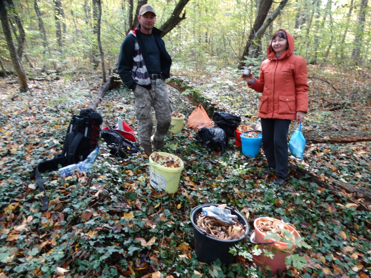 Грибы в Анапе