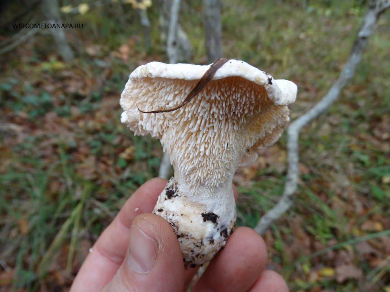 Опенок темный Armillaria ostoyae