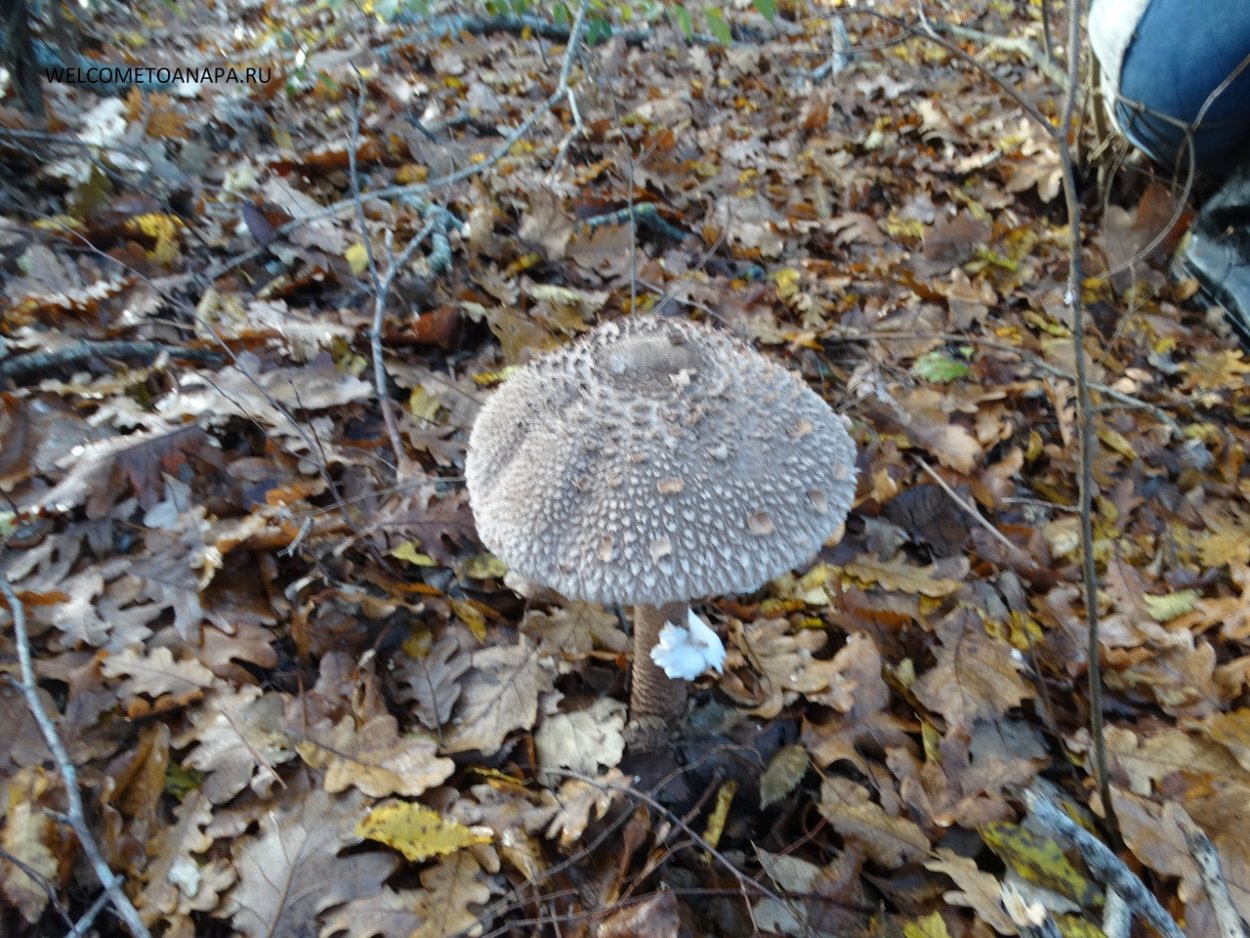 Грибы в Анапе