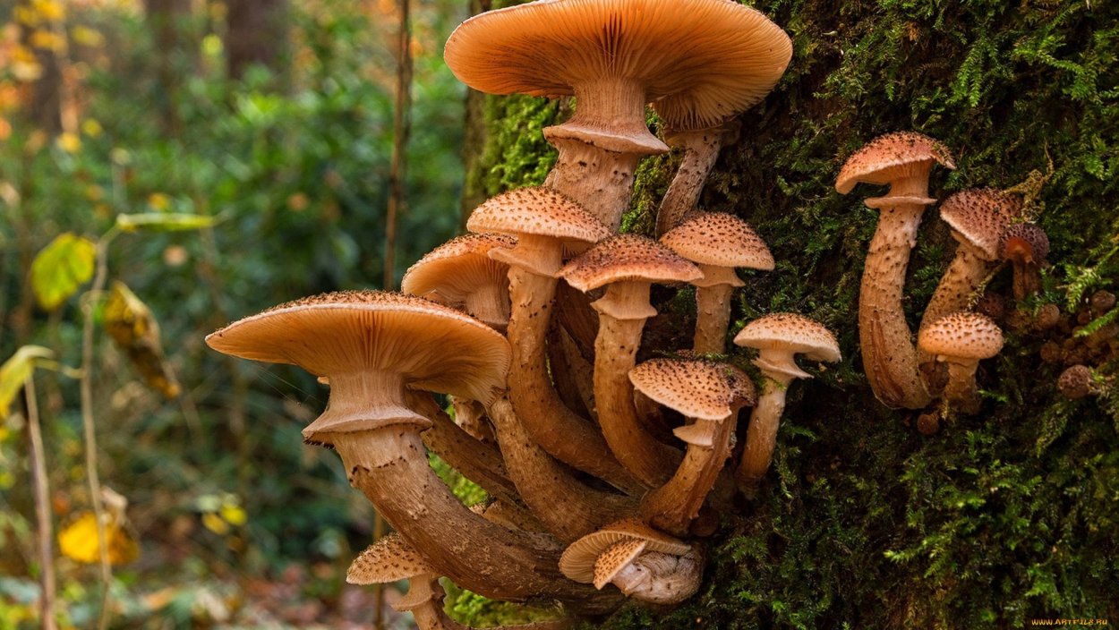 Мухомор Amanita muscaria