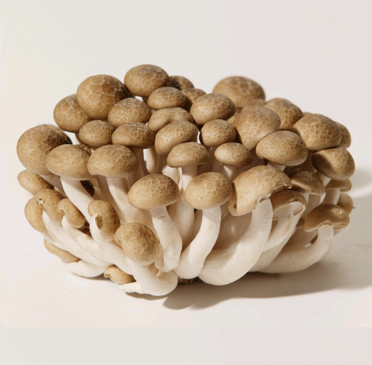 Сорта грибов
