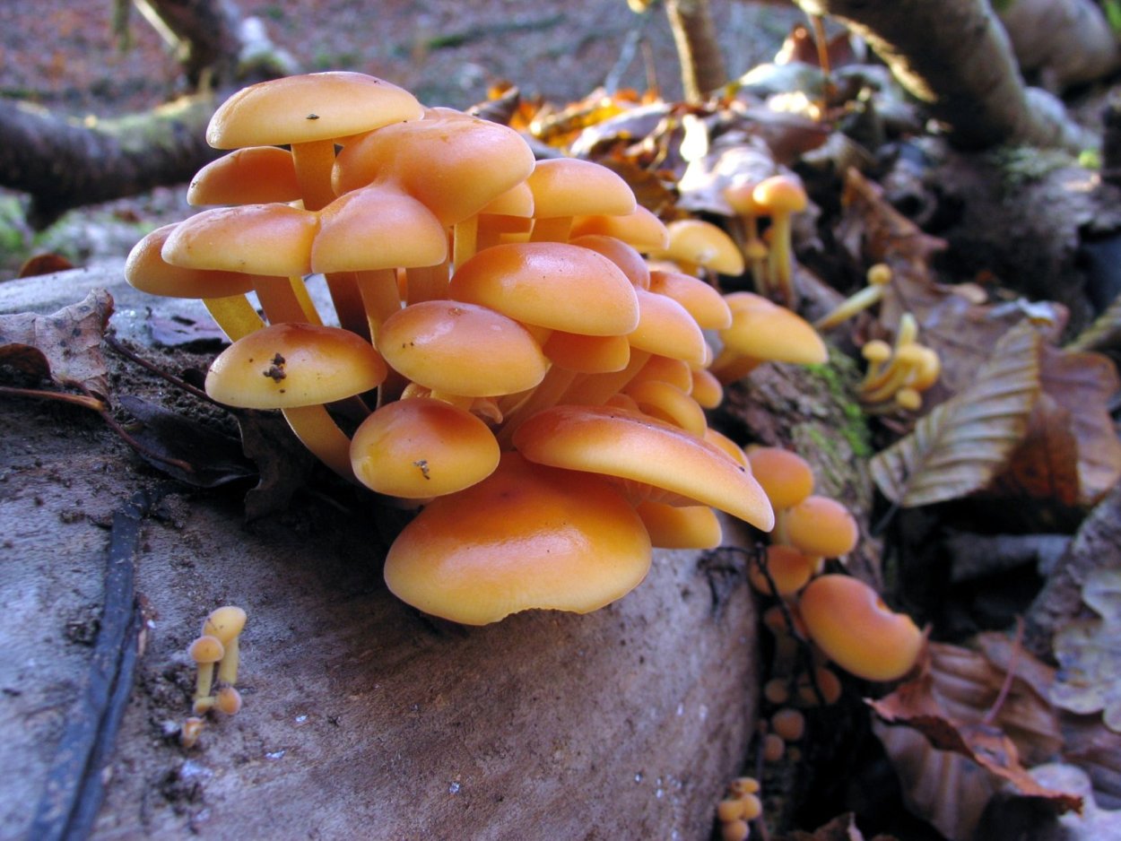 Pleurotus ostreatus гриб