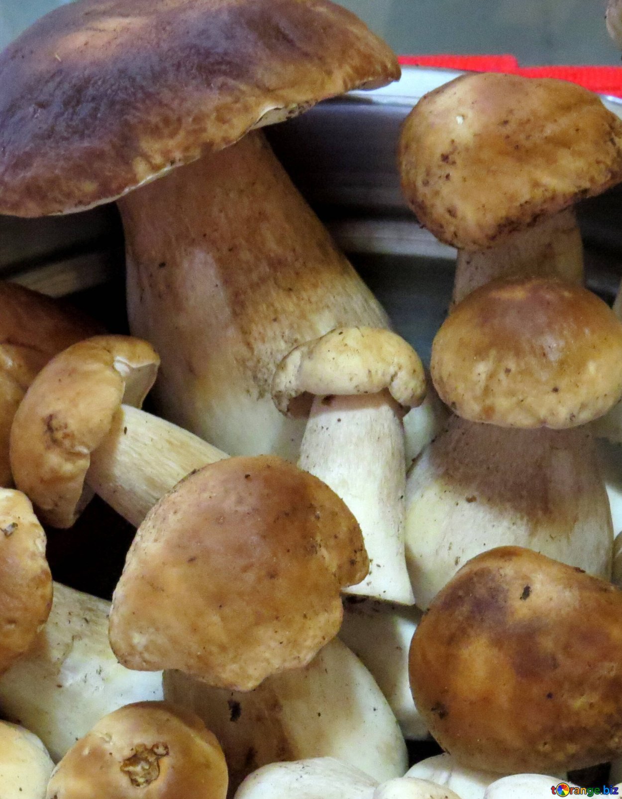 Грибы fungi