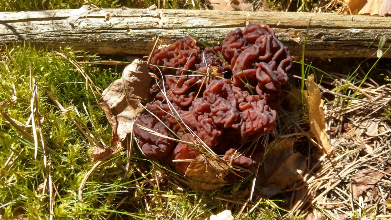 Гриб строчок гигантский съедобный