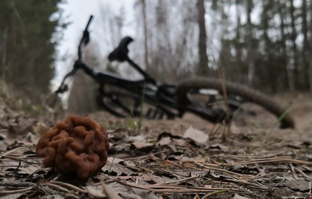 Гриб строчок и сморчок