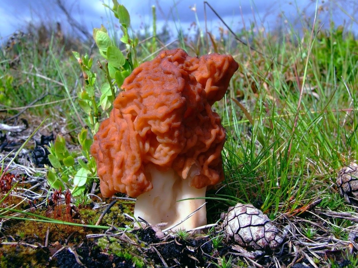 Строчок обыкновенный ядовитый гриб