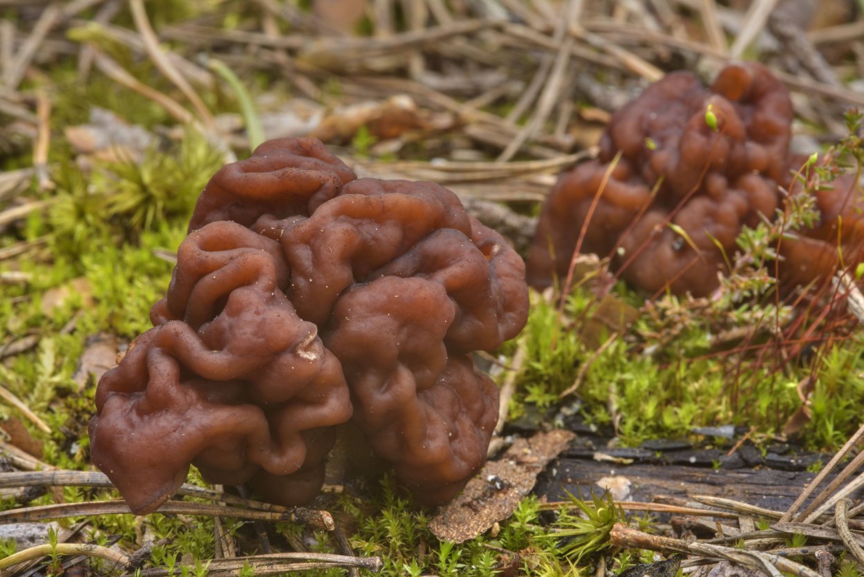 Гриб похожий на губку