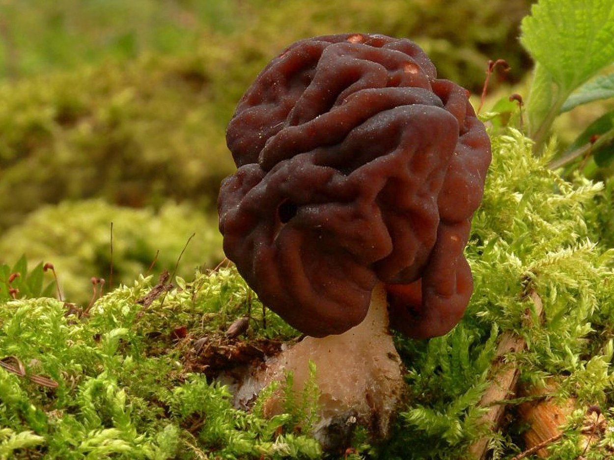 Строчок пучковый Gyromitra Fastigiata Вишневский