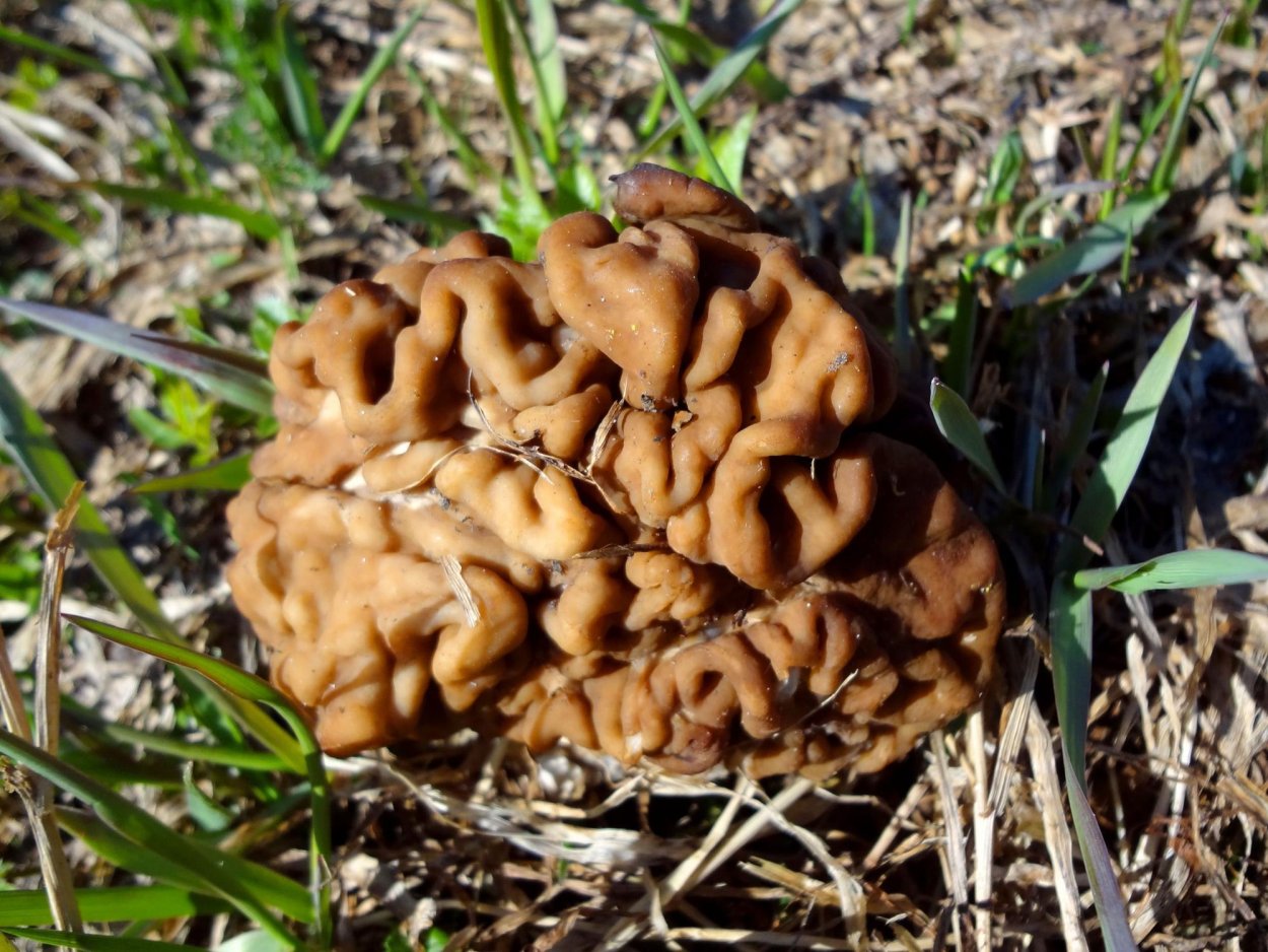 Гриб строчок обыкновенный