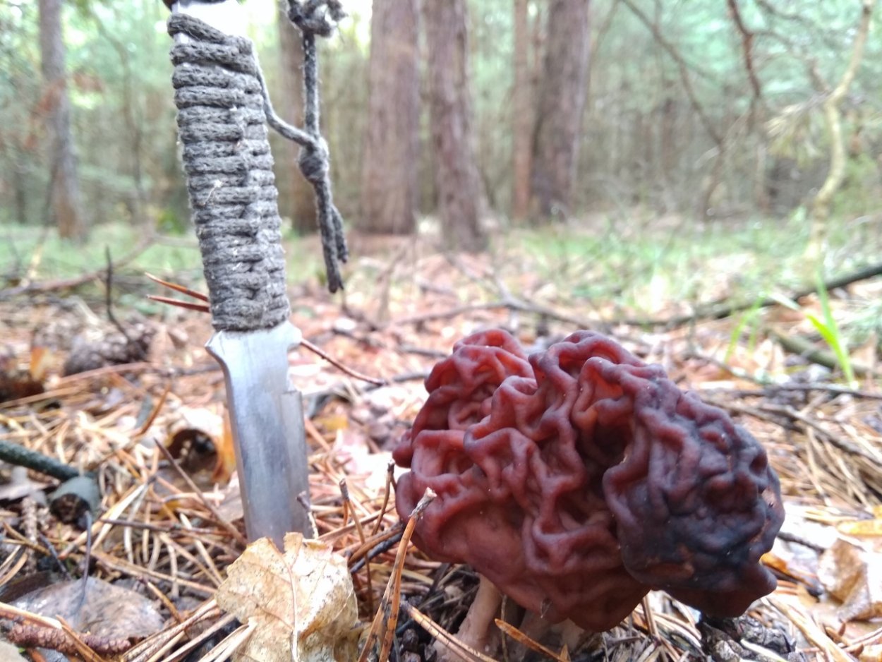 Сморчки грибы